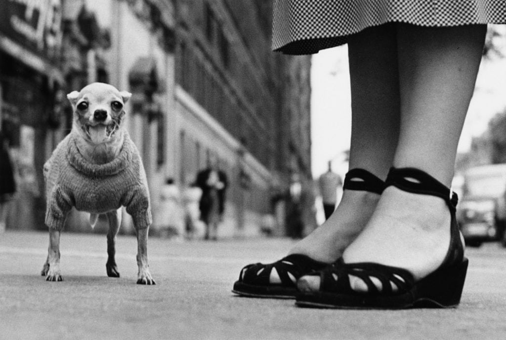 Elliott Erwitt Homeland USA