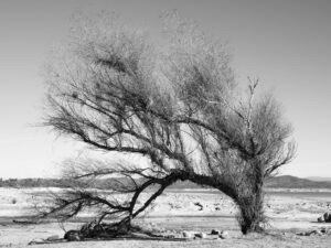 A black and white photo of a tree in the desert Mimi Plumb The Reservoir