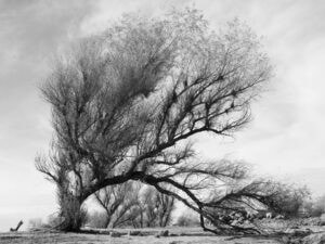 Mimi Plumb The Reservoir A black and white photo of a tree in the desert