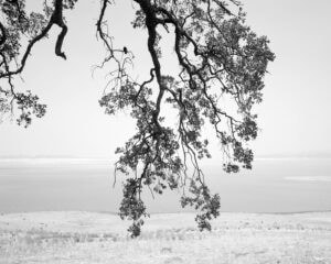 Mimi Plumb The Reservoir A black and white photo of a tree with branches over the water