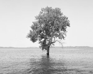 Mimi Plumb The Reservoir A black and white photo of a lone tree in lake