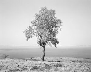 Mimi Plumb The Reservoir A black and white photo of a lone tree on a hill