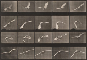 Eadweard Muybridge birds and wild animals