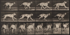Eadweard Muybridge domestic animals
