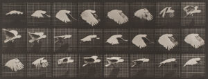 Eadweard Muybridge birds and wild animals