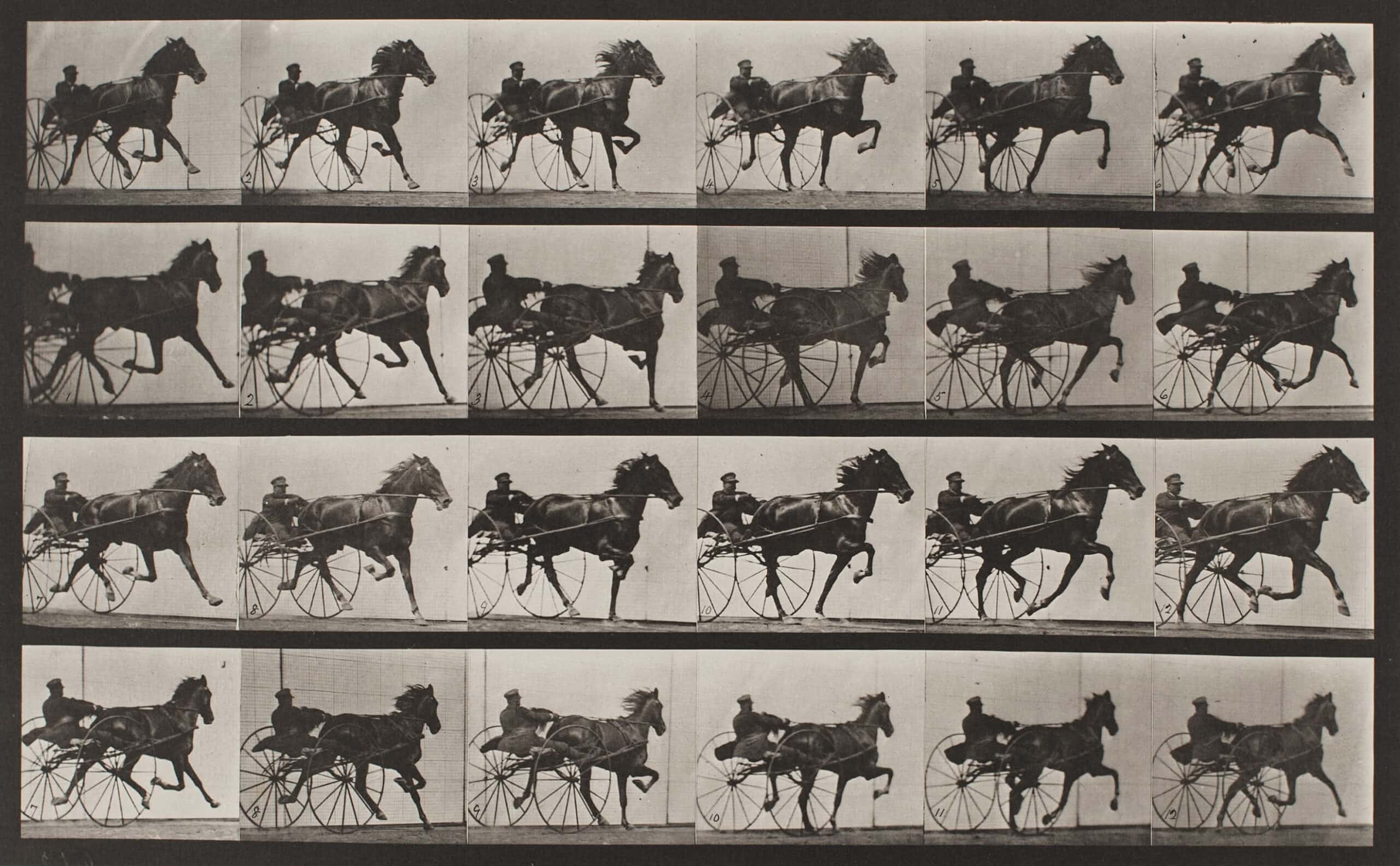 Eadweard Muybridge Animals