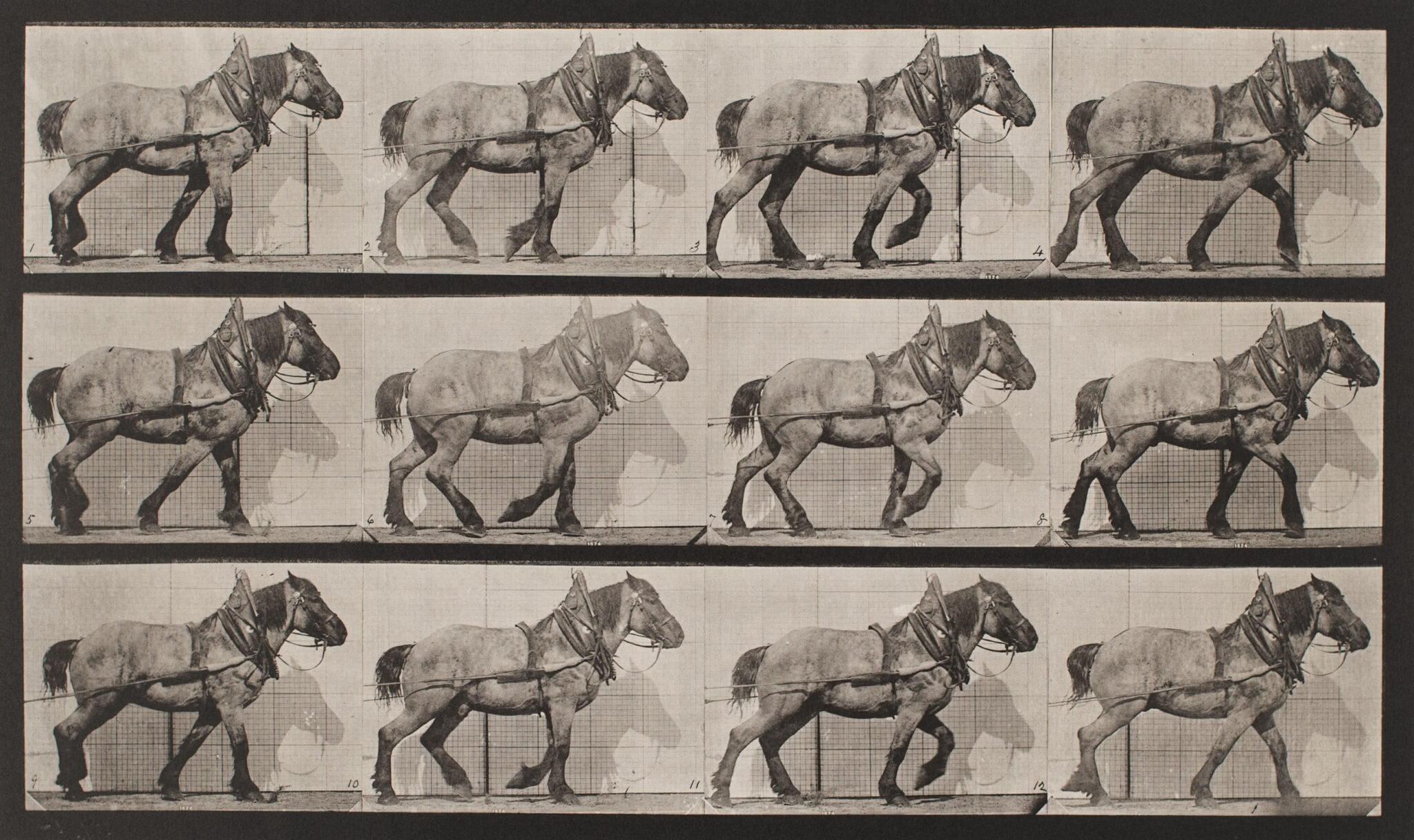 Eadweard Muybridge animals in Motion