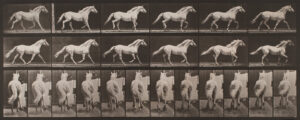 Eadweard Muybridge Horses